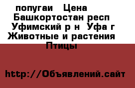 попугаи › Цена ­ 470 - Башкортостан респ., Уфимский р-н, Уфа г. Животные и растения » Птицы   